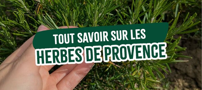 tout-savoir-sur-les-herbes-provence 